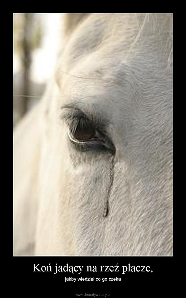 Koń jadący na rzeź płacze, – jakby wiedział co go czeka 