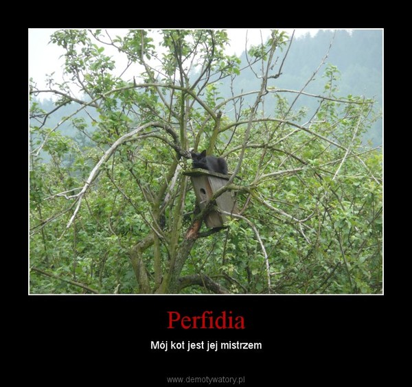 Perfidia – Mój kot jest jej mistrzem 