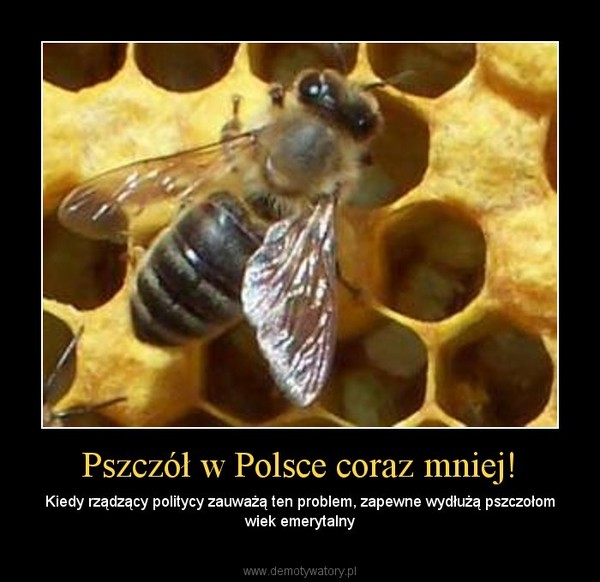 Pszczół w Polsce coraz mniej! – Kiedy rządzący politycy zauważą ten problem, zapewne wydłużą pszczołom wiek emerytalny 