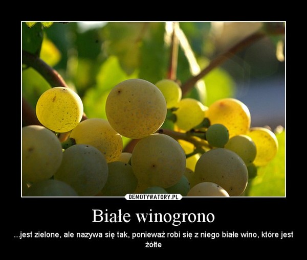 Białe winogrono