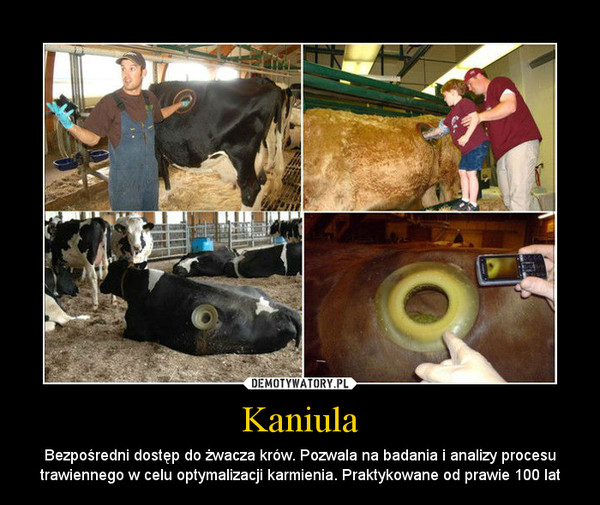 Kaniula – Bezpośredni dostęp do żwacza krów. Pozwala na badania i analizy procesu trawiennego w celu optymalizacji karmienia. Praktykowane od prawie 100 lat 