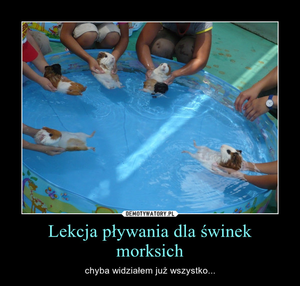 Lekcja pływania dla świnek morksich – chyba widziałem już wszystko... 