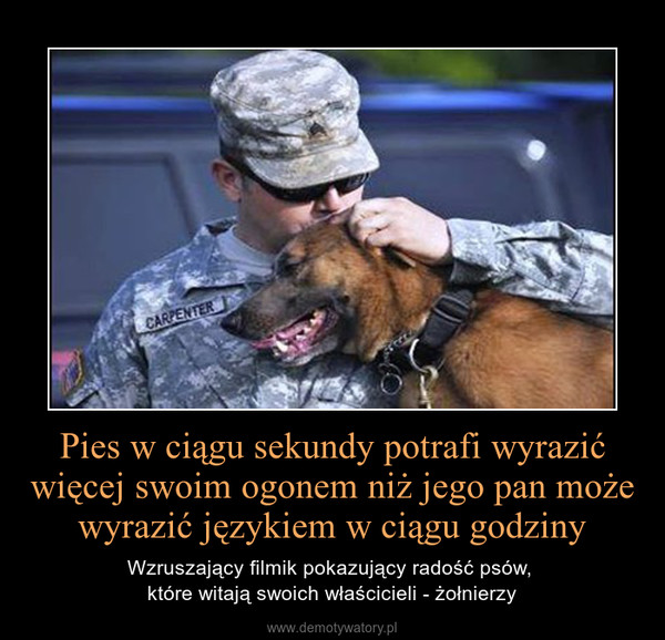 Pies w ciągu sekundy potrafi wyrazić więcej swoim ogonem niż jego pan może wyrazić językiem w ciągu godziny – Wzruszający filmik pokazujący radość psów, które witają swoich właścicieli - żołnierzy 