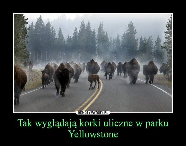 Tak wyglądają korki uliczne w parku Yellowstone
