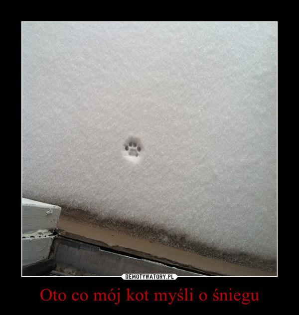 Oto co mój kot myśli o śniegu –  