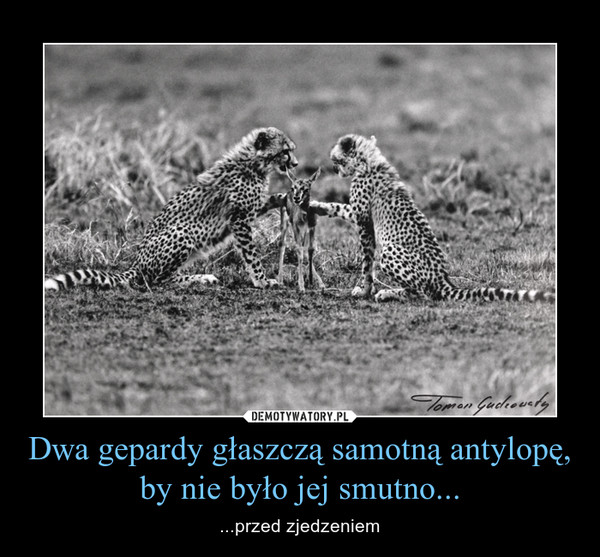 Dwa gepardy głaszczą samotną antylopę, by nie było jej smutno... – ...przed zjedzeniem 