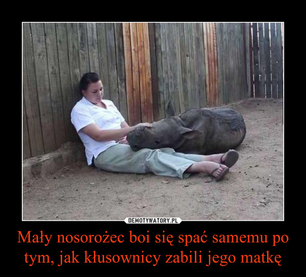 Mały nosorożec boi się spać samemu po tym, jak kłusownicy zabili jego matkę –  