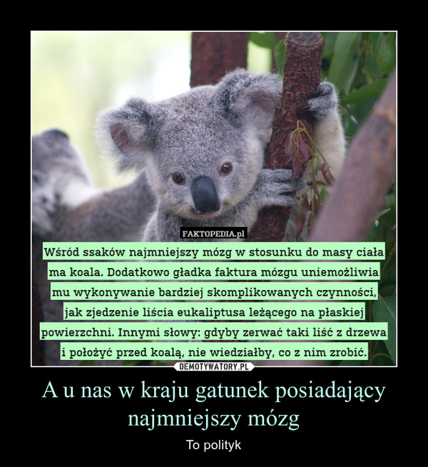 A u nas w kraju gatunek posiadający najmniejszy mózg – To polityk Wśród ssaków najmniejszy mózg w stosunku do masy ciała ma koala. Dodatkowo gładka faktura mózgu uniemożliwia mu wykonywanie bardziej skomplikowanych czynności,jak zjedzenie liścia eukaliptusa leżącego na płaskiej powierzchni. Innymi słowy: gdyby zerwać taki liść z drzewa i położyć przed koalą, nie wiedziałby, co z nim zrobić.