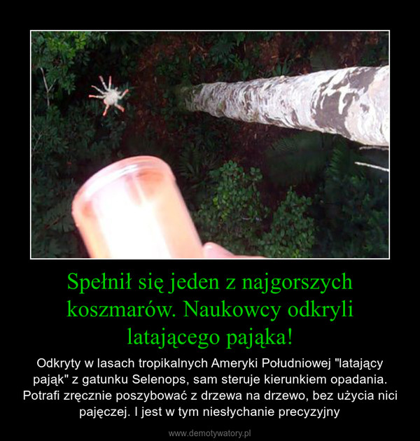 Spełnił się jeden z najgorszych koszmarów. Naukowcy odkryli latającego pająka! – Odkryty w lasach tropikalnych Ameryki Południowej "latający pająk" z gatunku Selenops, sam steruje kierunkiem opadania. Potrafi zręcznie poszybować z drzewa na drzewo, bez użycia nici pajęczej. I jest w tym niesłychanie precyzyjny 