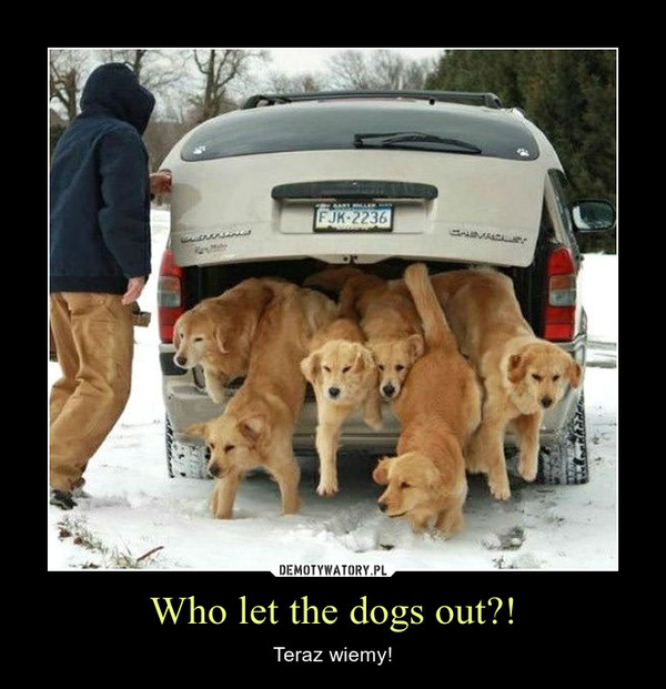 Who let the dogs out?! – Teraz wiemy! 
