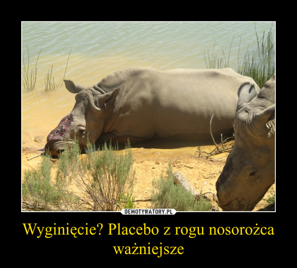 Wyginięcie? Placebo z rogu nosorożca ważniejsze