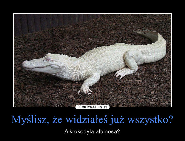 Myślisz, że widziałeś już wszystko? – A krokodyla albinosa? 