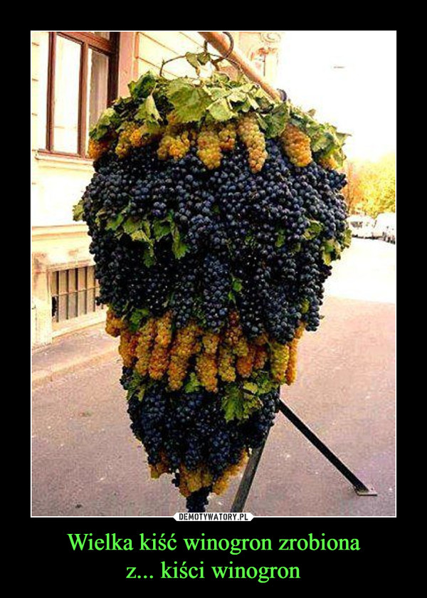 Wielka kiść winogron zrobionaz... kiści winogron –  