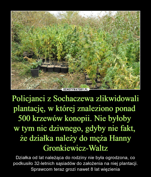 Policjanci z Sochaczewa zlikwidowali plantację, w której znaleziono ponad 
500 krzewów konopii. Nie byłoby 
w tym nic dziwnego, gdyby nie fakt, 
że działka należy do męża Hanny Gronkiewicz-Waltz