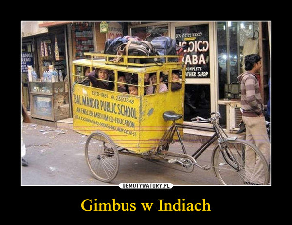 Gimbus w Indiach