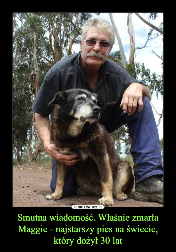 Smutna wiadomość. Właśnie zmarła Maggie - najstarszy pies na świecie, który dożył 30 lat –  