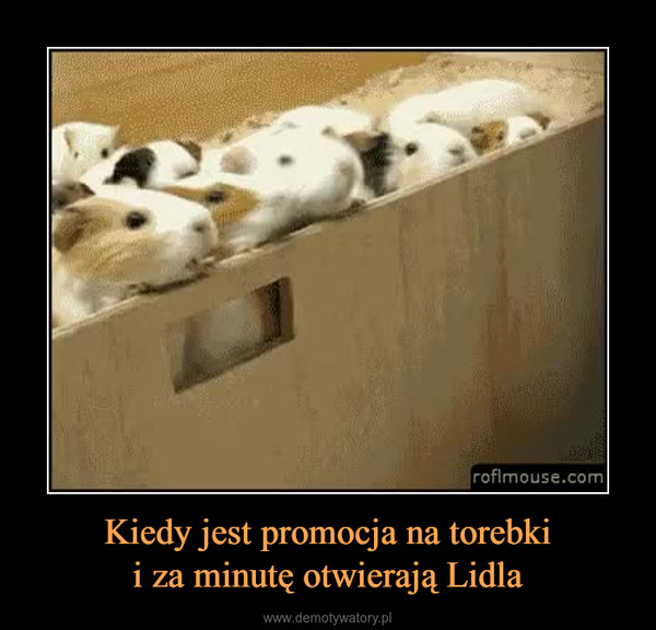 Kiedy jest promocja na torebkii za minutę otwierają Lidla –  