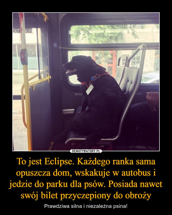 To jest Eclipse. Każdego ranka sama opuszcza dom, wskakuje w autobus i jedzie do parku dla psów. Posiada nawet swój bilet przyczepiony do obroży – Prawdziwa silna i niezależna psina! 