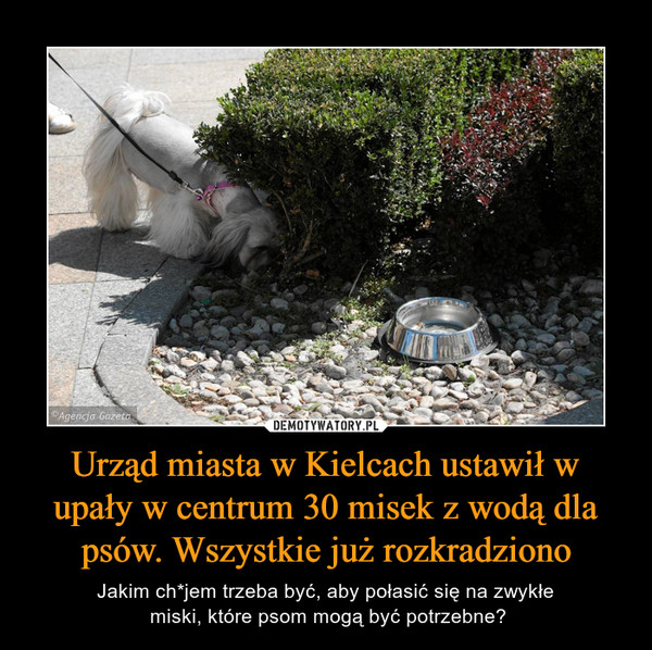 Urząd miasta w Kielcach ustawił w upały w centrum 30 misek z wodą dla psów. Wszystkie już rozkradziono – Jakim ch*jem trzeba być, aby połasić się na zwykłe miski, które psom mogą być potrzebne? 