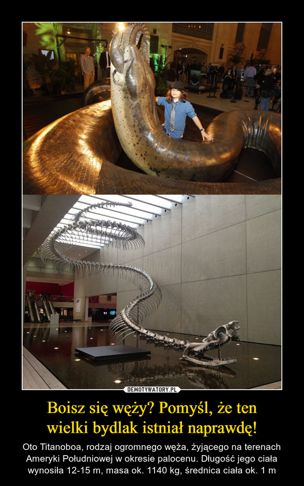 Boisz się węży? Pomyśl, że tenwielki bydlak istniał naprawdę! – Oto Titanoboa, rodzaj ogromnego węża, żyjącego na terenach Ameryki Południowej w okresie palocenu. Długość jego ciała wynosiła 12-15 m, masa ok. 1140 kg, średnica ciała ok. 1 m 