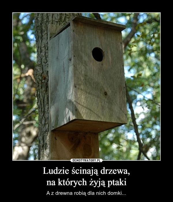 Ludzie ścinają drzewa,na których żyją ptaki – A z drewna robią dla nich domki... 
