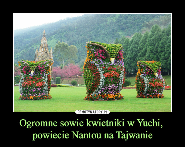 Ogromne sowie kwietniki w Yuchi, 
powiecie Nantou na Tajwanie
