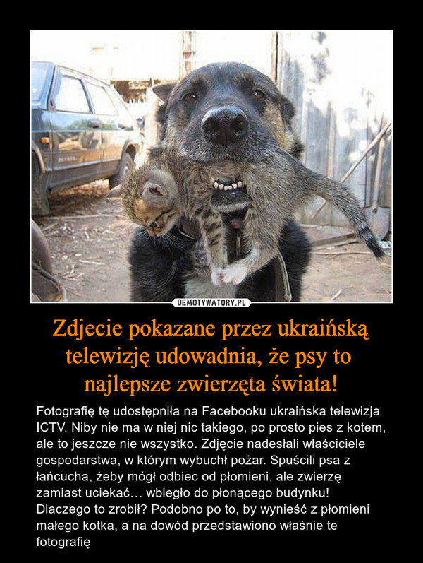 Zdjecie pokazane przez ukraińską telewizję udowadnia, że psy to 
najlepsze zwierzęta świata!