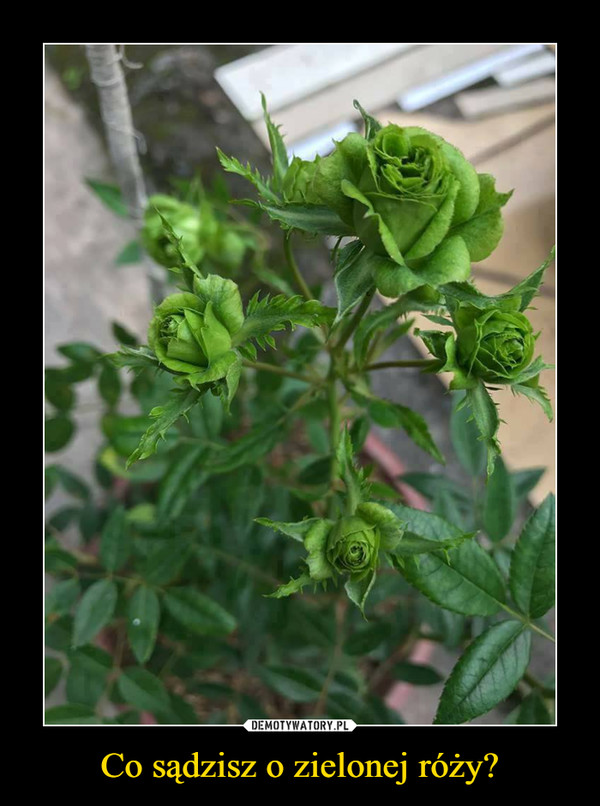 Co sądzisz o zielonej róży?