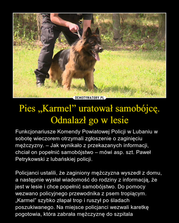 Pies „Karmel” uratował samobójcę. Odnalazł go w lesie – Funkcjonariusze Komendy Powiatowej Policji w Lubaniu w sobotę wieczorem otrzymali zgłoszenie o zaginięciu mężczyzny. – Jak wynikało z przekazanych informacji, chciał on popełnić samobójstwo – mówi asp. szt. Paweł Petrykowski z lubańskiej policji.Policjanci ustalili, że zaginiony mężczyzna wyszedł z domu, a następnie wysłał wiadomość do rodziny z informacją, że jest w lesie i chce popełnić samobójstwo. Do pomocy wezwano policyjnego przewodnika z psem tropiącym. „Karmel” szybko złapał trop i ruszył po śladach poszukiwanego. Na miejsce policjanci wezwali karetkę pogotowia, która zabrała mężczyznę do szpitala 