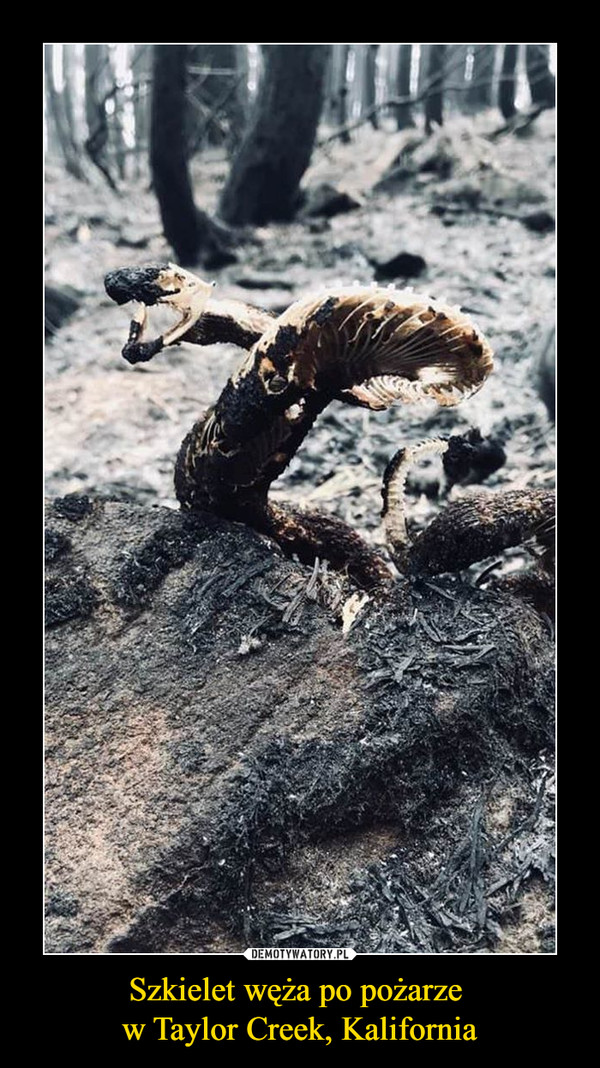Szkielet węża po pożarze w Taylor Creek, Kalifornia –  