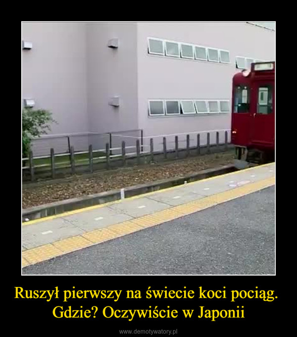 Ruszył pierwszy na świecie koci pociąg. Gdzie? Oczywiście w Japonii –  