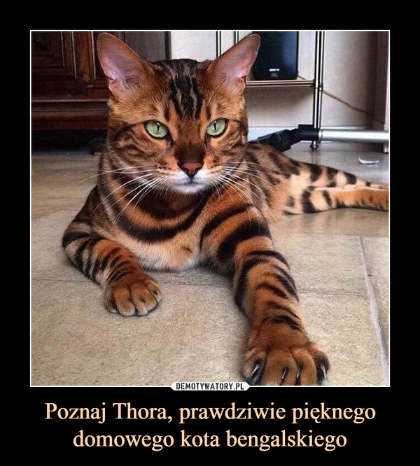 Poznaj Thora, prawdziwie pięknego domowego kota bengalskiego –  