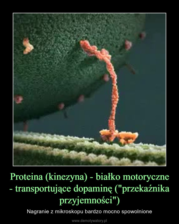 Proteina (kinezyna) - białko motoryczne - transportujące dopaminę ("przekaźnika przyjemności") – Nagranie z mikroskopu bardzo mocno spowolnione 