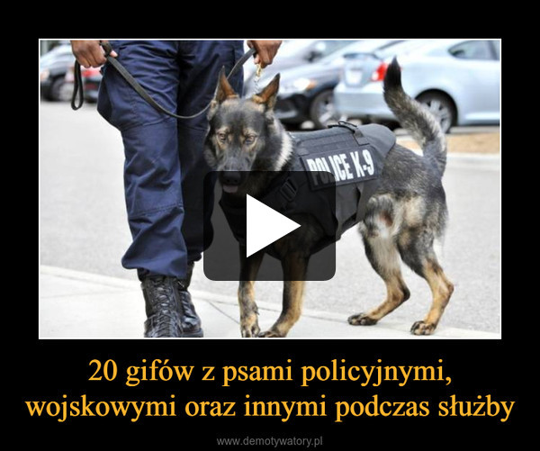 20 gifów z psami policyjnymi, wojskowymi oraz innymi podczas służby –  