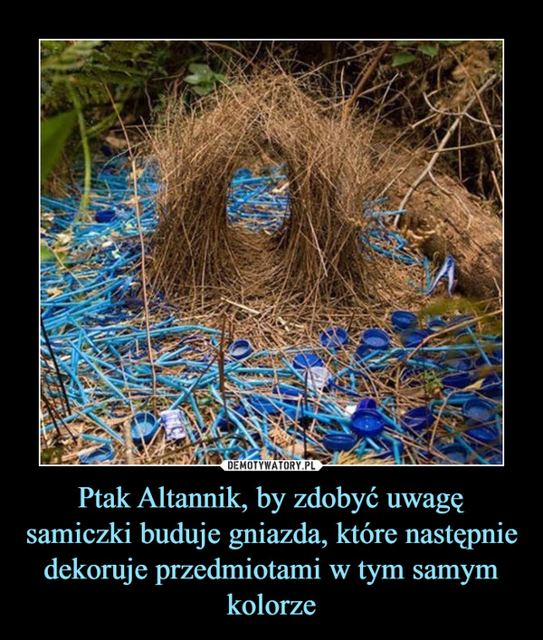 Ptak Altannik, by zdobyć uwagę samiczki buduje gniazda, które następnie dekoruje przedmiotami w tym samym kolorze –  