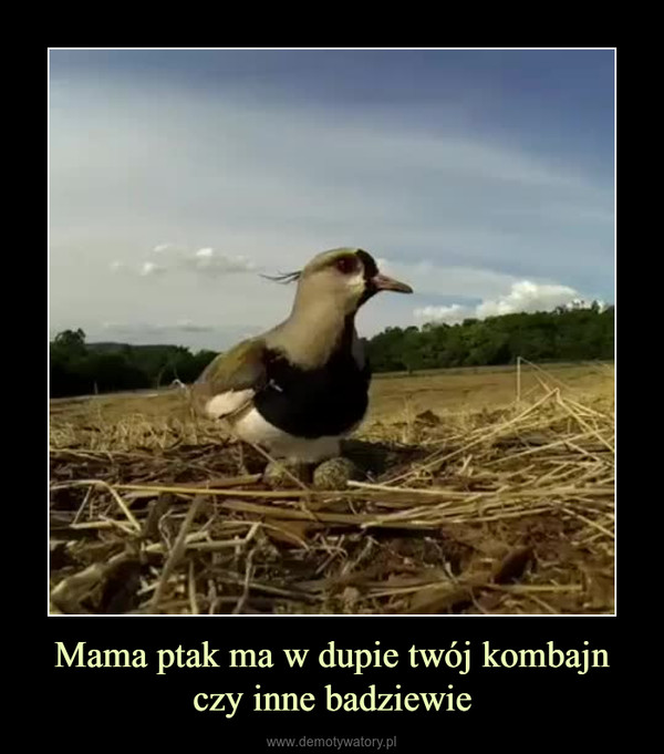 Mama ptak ma w dupie twój kombajn czy inne badziewie –  