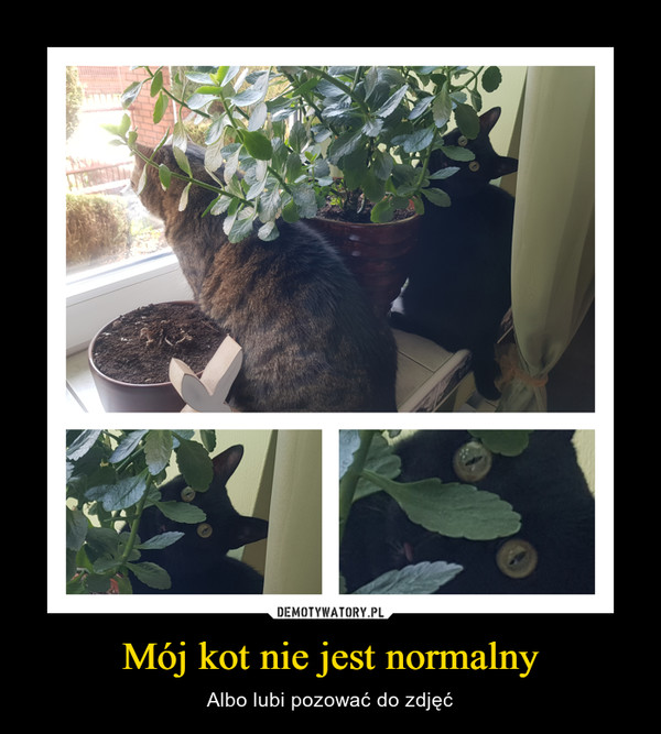 Mój kot nie jest normalny – Albo lubi pozować do zdjęć 