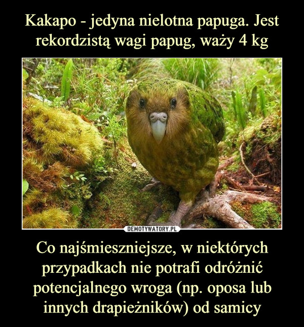 Kakapo - jedyna nielotna papuga. Jest rekordzistą wagi papug, waży 4 kg Co najśmieszniejsze, w niektórych przypadkach nie potrafi odróżnić potencjalnego wroga (np. oposa lub innych drapieżników) od samicy