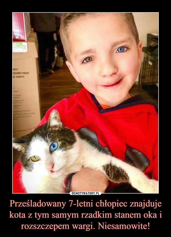 Prześladowany 7-letni chłopiec znajduje kota z tym samym rzadkim stanem oka i rozszczepem wargi. Niesamowite!