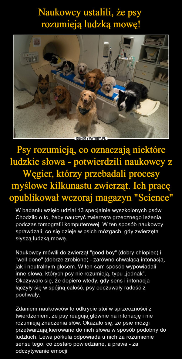 Naukowcy ustalili, że psy 
rozumieją ludzką mowę! Psy rozumieją, co oznaczają niektóre ludzkie słowa - potwierdzili naukowcy z Węgier, którzy przebadali procesy myślowe kilkunastu zwierząt. Ich pracę opublikował wczoraj magazyn "Science"