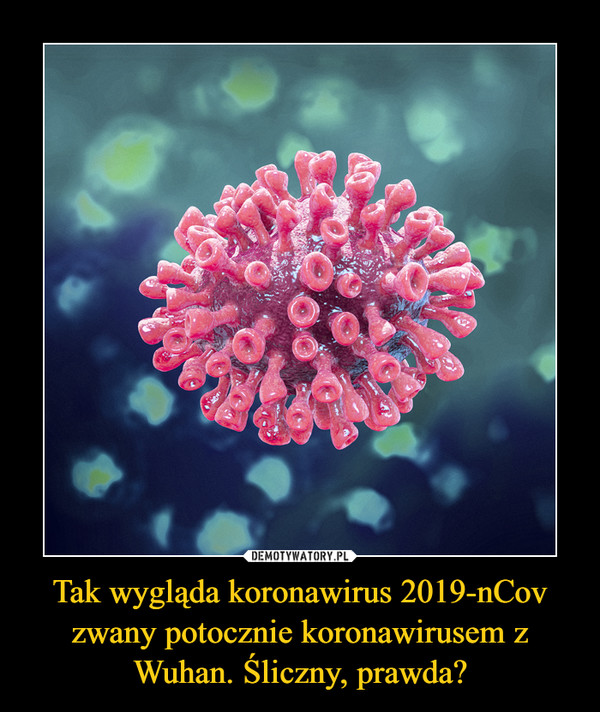 Tak wygląda koronawirus 2019-nCov zwany potocznie koronawirusem z Wuhan. Śliczny, prawda?