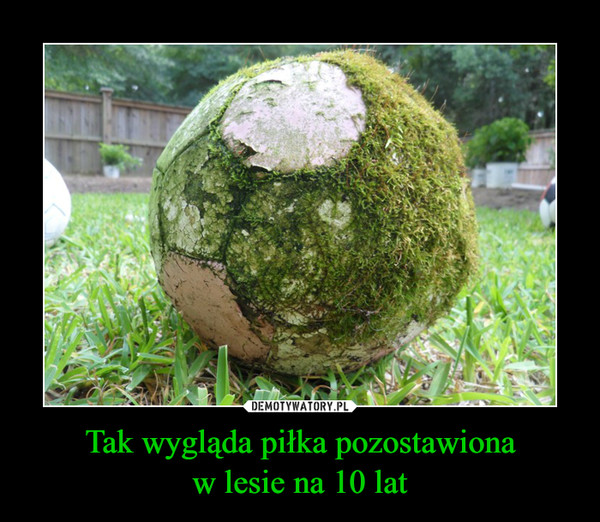 Tak wygląda piłka pozostawiona
w lesie na 10 lat