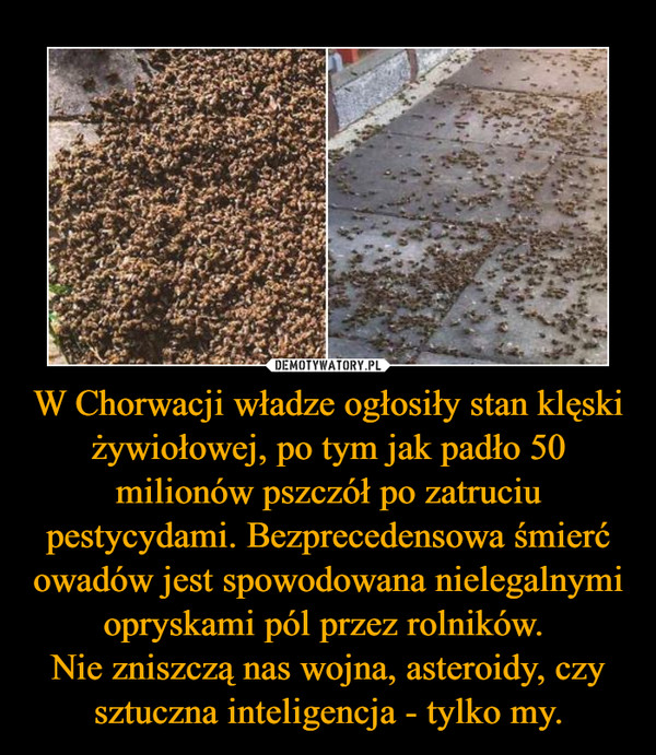 W Chorwacji władze ogłosiły stan klęski żywiołowej, po tym jak padło 50 milionów pszczół po zatruciu pestycydami. Bezprecedensowa śmierć owadów jest spowodowana nielegalnymi opryskami pól przez rolników. Nie zniszczą nas wojna, asteroidy, czy sztuczna inteligencja - tylko my. –  