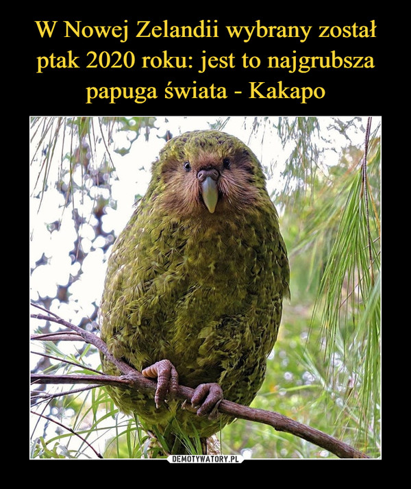 W Nowej Zelandii wybrany został ptak 2020 roku: jest to najgrubsza papuga świata - Kakapo