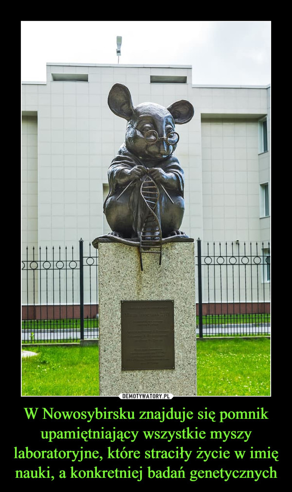 W Nowosybirsku znajduje się pomnik upamiętniający wszystkie myszy laboratoryjne, które straciły życie w imię nauki, a konkretniej badań genetycznych –  