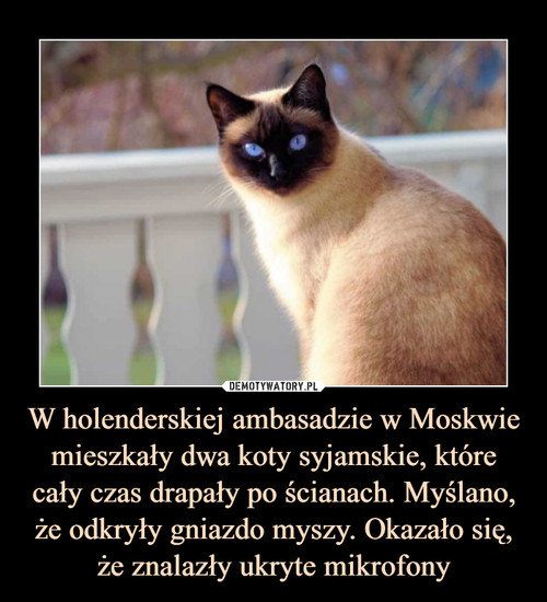 W holenderskiej ambasadzie w Moskwie mieszkały dwa koty syjamskie, które cały czas drapały po ścianach. Myślano, że odkryły gniazdo myszy. Okazało się, że znalazły ukryte mikrofony