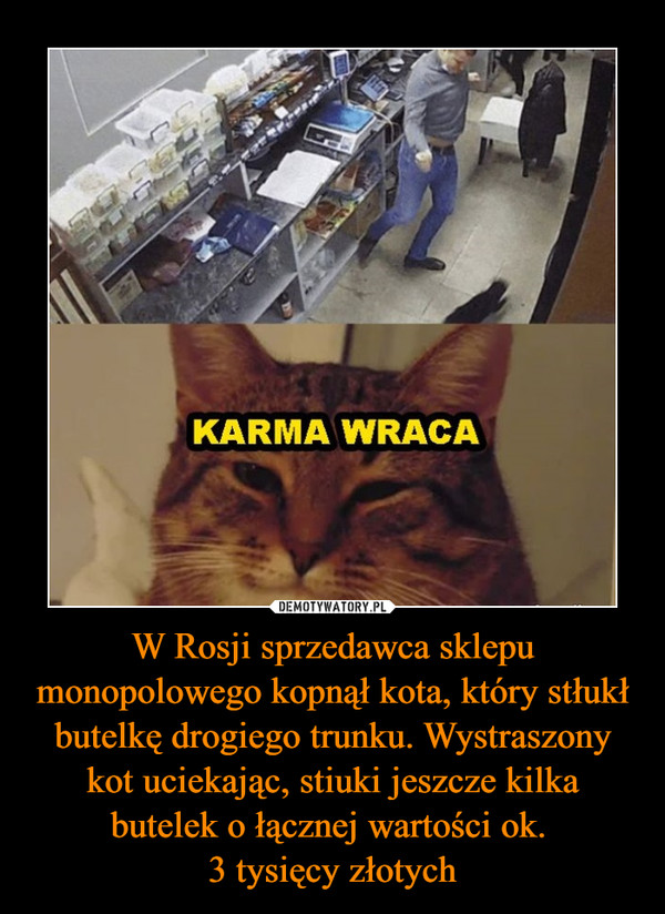 W Rosji sprzedawca sklepu monopolowego kopnął kota, który stłukł butelkę drogiego trunku. Wystraszony kot uciekając, stiuki jeszcze kilka butelek o łącznej wartości ok. 3 tysięcy złotych –  