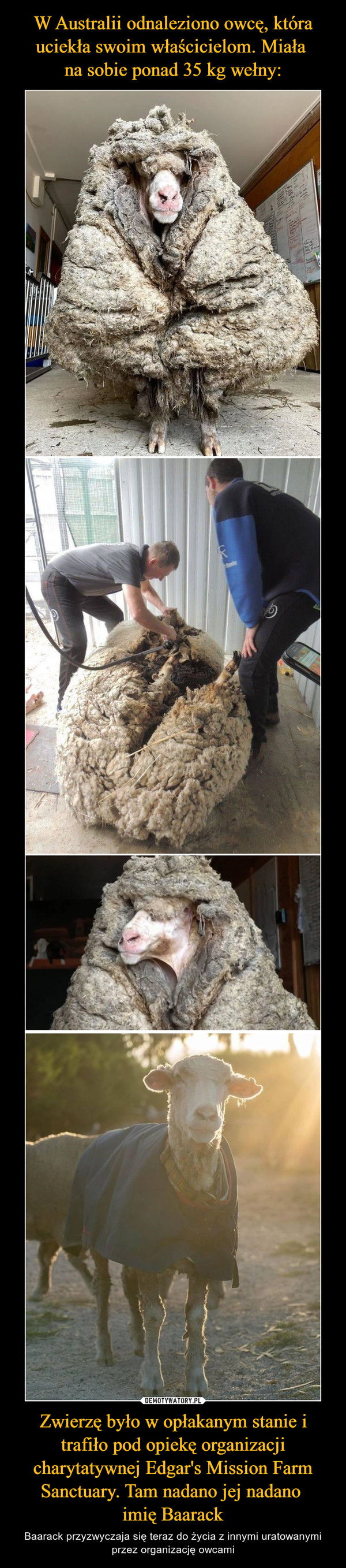 W Australii odnaleziono owcę, która uciekła swoim właścicielom. Miała 
na sobie ponad 35 kg wełny: Zwierzę było w opłakanym stanie i trafiło pod opiekę organizacji charytatywnej Edgar's Mission Farm Sanctuary. Tam nadano jej nadano 
imię Baarack