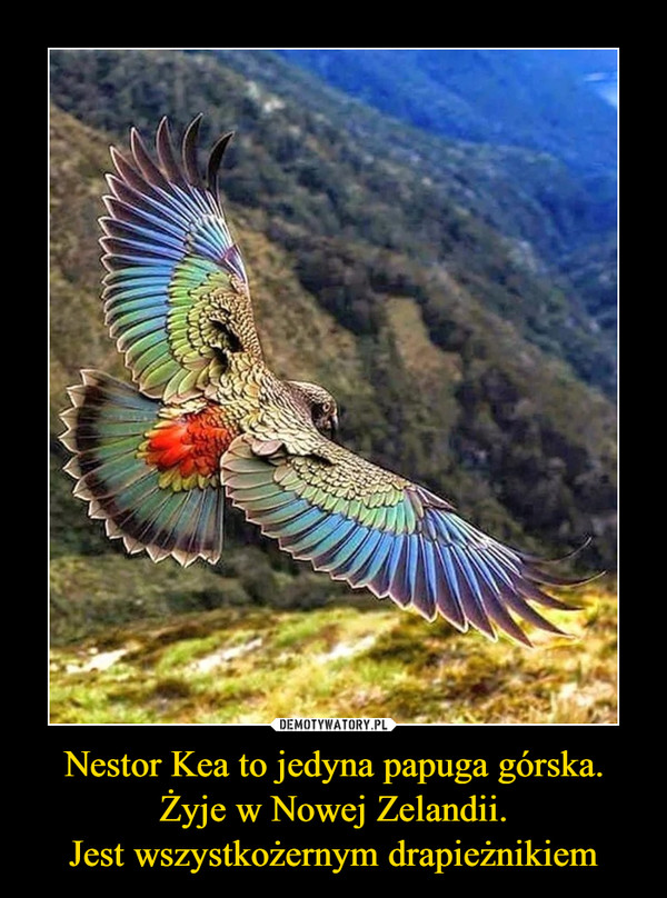 Nestor Kea to jedyna papuga górska. Żyje w Nowej Zelandii.Jest wszystkożernym drapieżnikiem –  