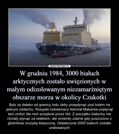W grudniu 1984, 3000 białuch arktycznych zostało uwięzionych w małym odizolowanym niezamarźniętym obszarze morza w okolicy Czukotki
